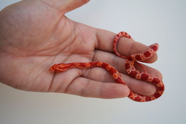 Baby Corn Snake Held in a Man's Hand