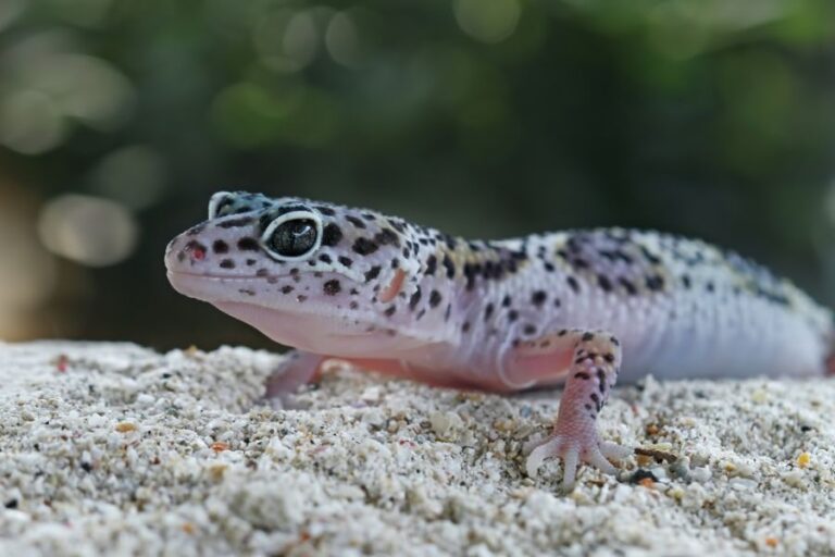 Baby Leopard Gecko Standing in the Sand