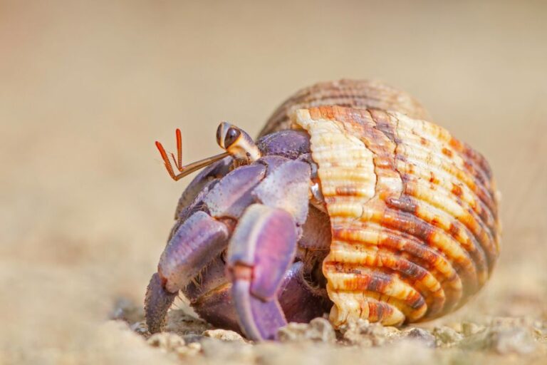 Blueberry Hermit Crab Crawling on the Sand