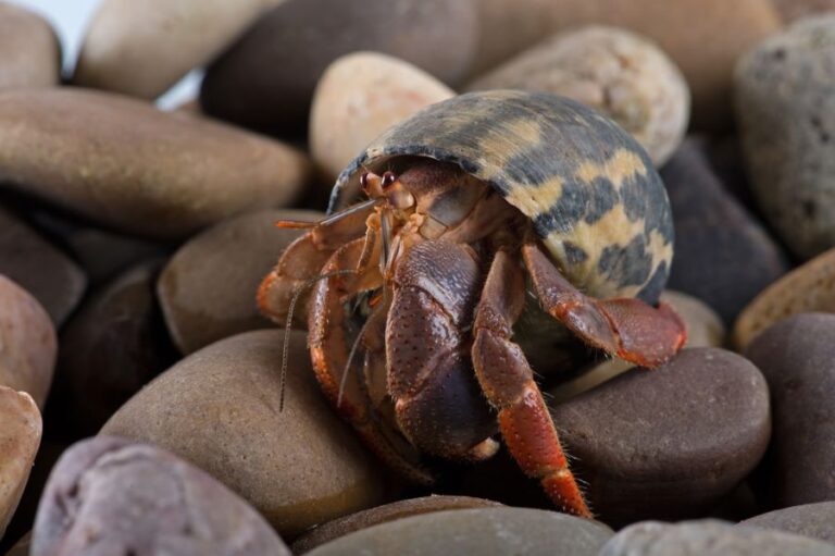 Caribbean Hermit Crab Crawling Over Rocks