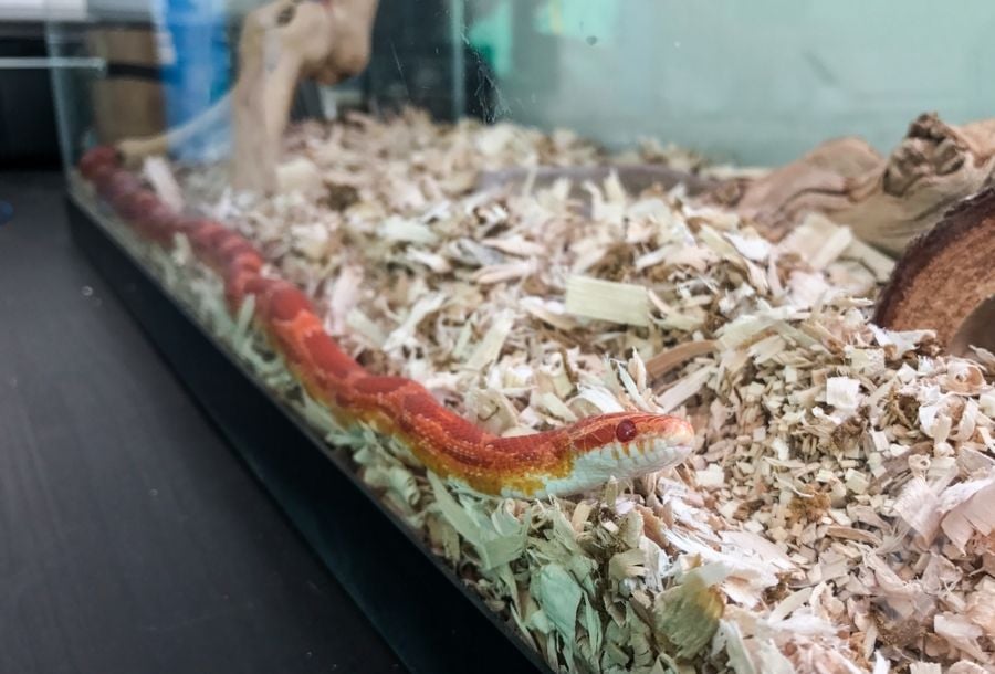 Closeup of a Corn Snake Through the Glass of Its Vivarium
