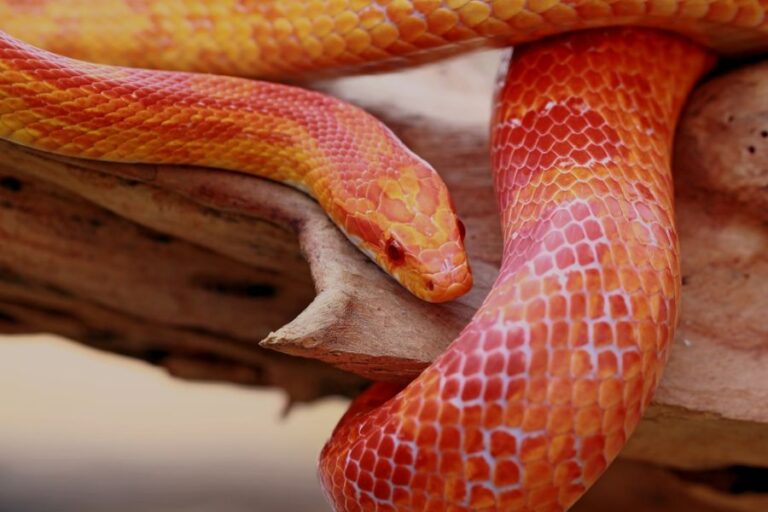 Closeup of a Corn Snake on a Piece of Wood