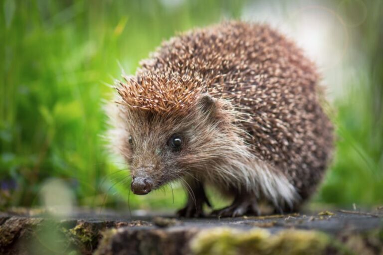 Closeup of a Hedgehog Standing on a Rock