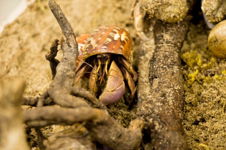Closeup of a Hermit Crab in a Terrarium