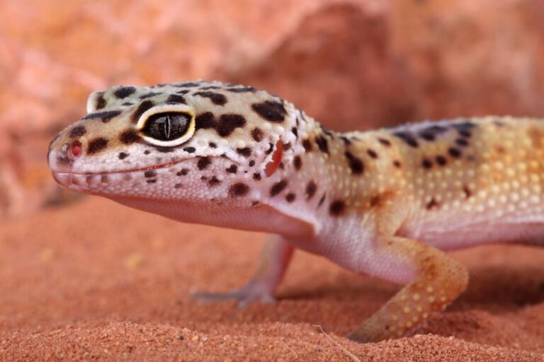 Closeup of a Leopard Gecko Standing in Sand