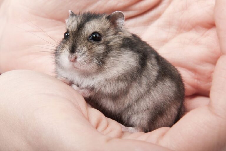 Closeup of a Small Hamster in Someone's Hands