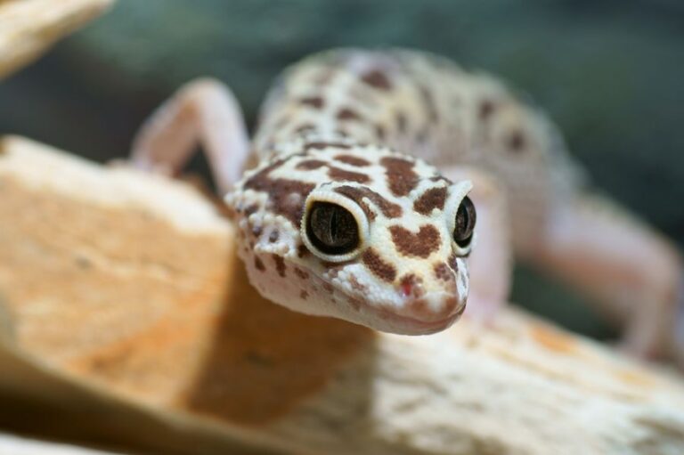 Closeup of a Thin Leopard Gecko