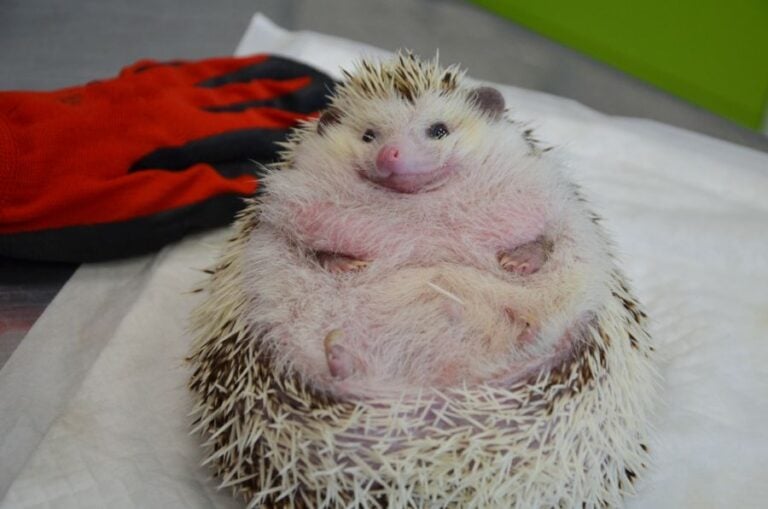Closeup of a Very Obese Hedgehog Laying on Its Back