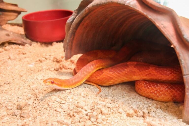 Corn Snake Coming Out of Its Hiding Spot
