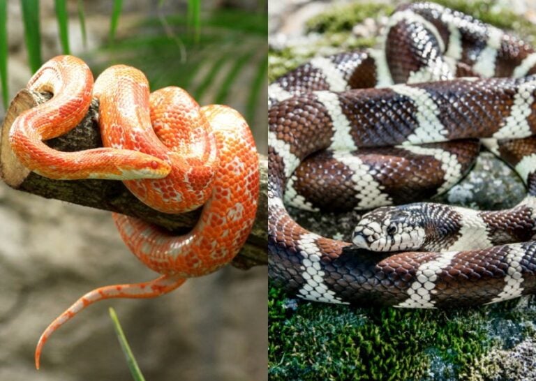 Corn Snake vs King Snake