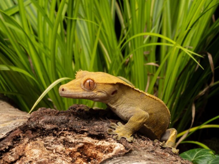 Crested Gecko Sitting on a Log