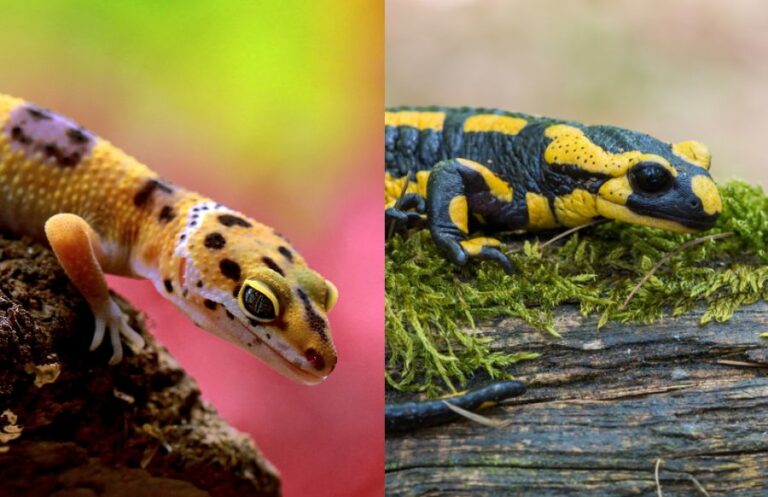 Gecko vs Salamander