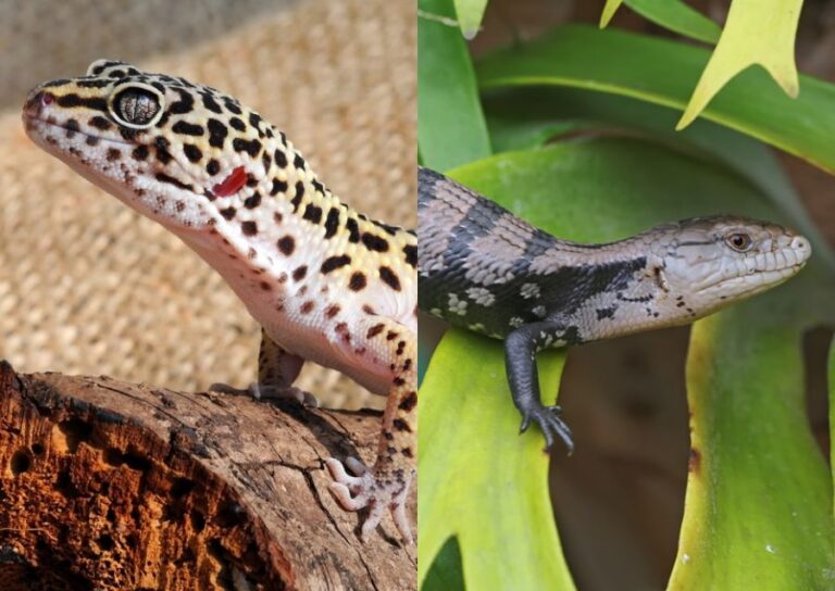 Gecko vs Skink