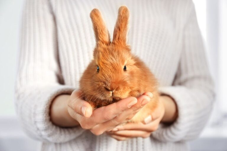 Ginger Rabbit Being Held in a Woman's Hands