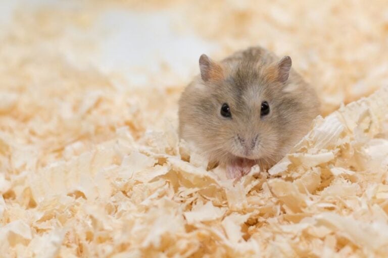 Hamster Resting in Fresh Bedding
