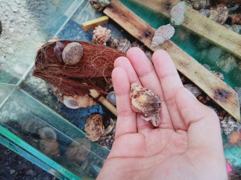 Hand Holding a Young Hermit Crab Over a Tank