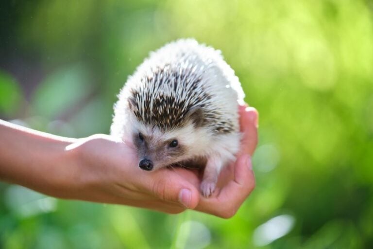 Hedgehog Being Held in a Person's Hand