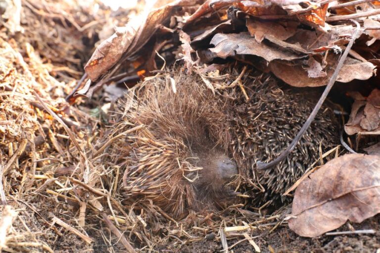 Hedgehog Curled Up While Hibernating in Leaves