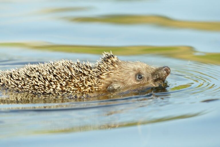 Hedgehog Swimming Across a River