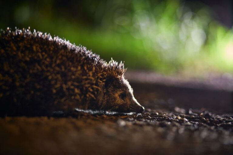 Hedgehog on a Road at Night
