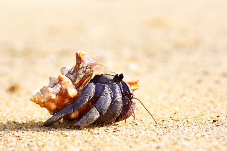 Hermit Crab Crawling Across the Sand