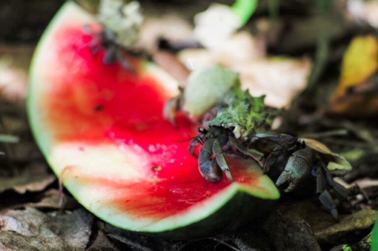 Hermit Crabs Eating a Watermelon