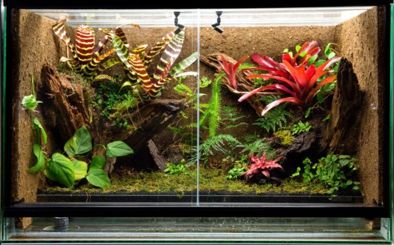Large Vivarium for Geckos With Plants