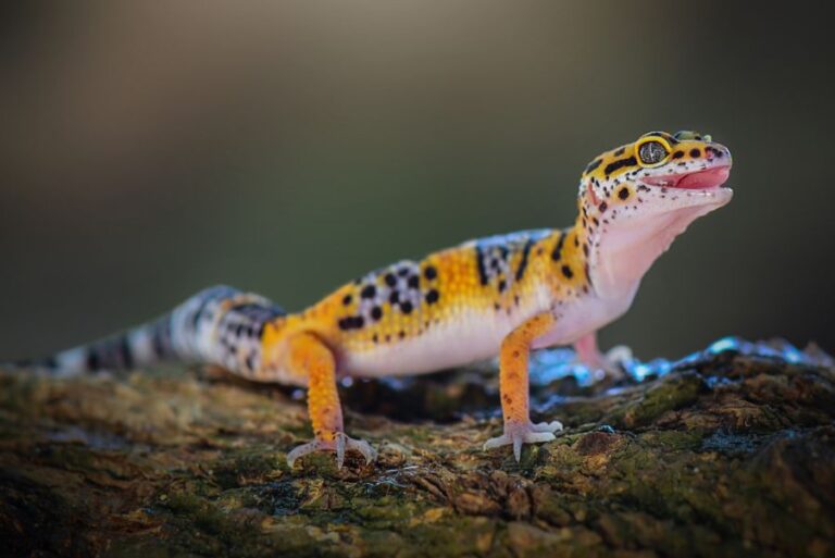 Leopard Gecko Standing on a Tree Branch