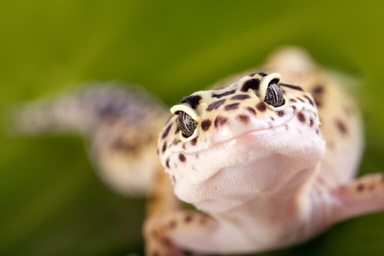 Leopard Gecko Staring Right Into the Camera