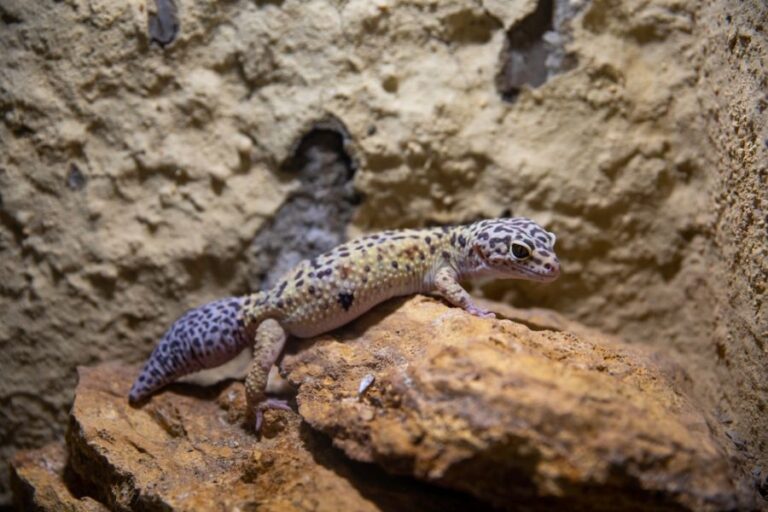 Leopard Gecko With Overly Fat Tail