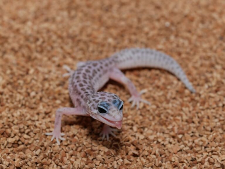 Leopard Gecko in the Sand With Its Tongue Stuck Out