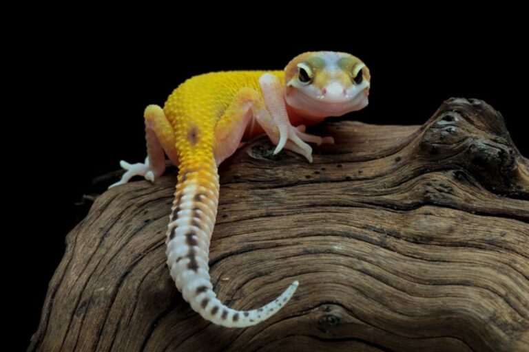 Leopard Gecko on a Log Looking at the Camera