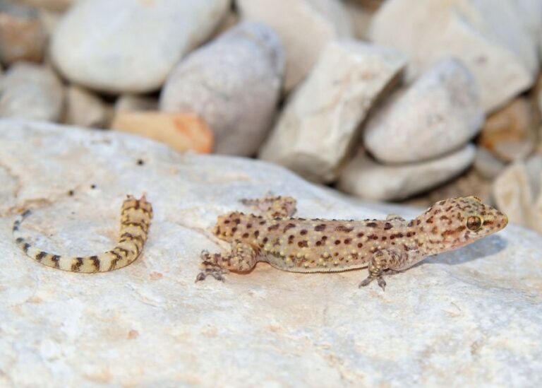 Mediterranean Gecko After Dropping Its Tail to Avoid a Predator
