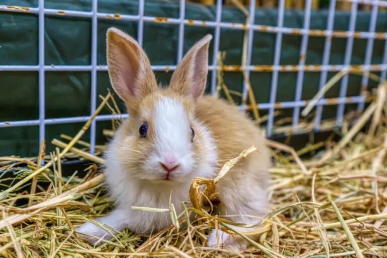 Orange and White Rabbit in an Outdoor Enclosure