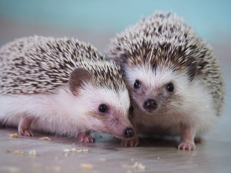 Pair of Hedgehogs Playing on the Floor
