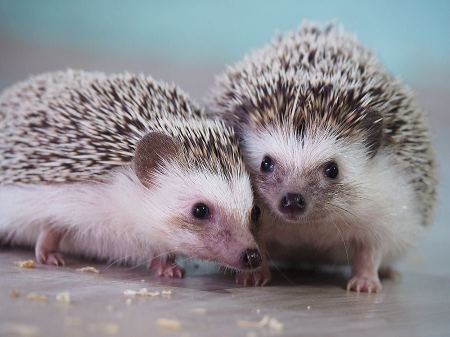 Pair of Hedgehogs Playing on the Floor