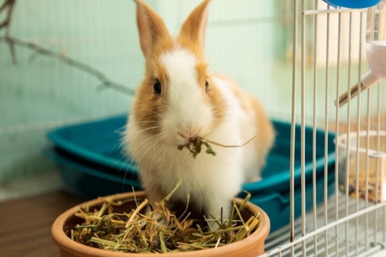 Rabbit Eating Hay in Its Cage