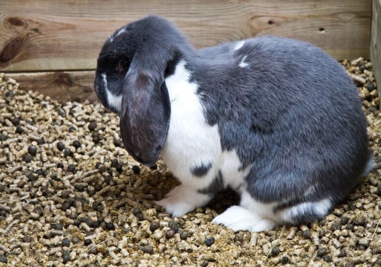 Rabbit in a Pen Filled With Pellet Bedding and Rabbit Poop