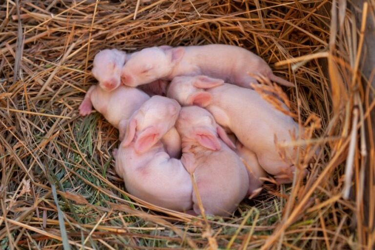 Several Baby Rabbits in a Nest