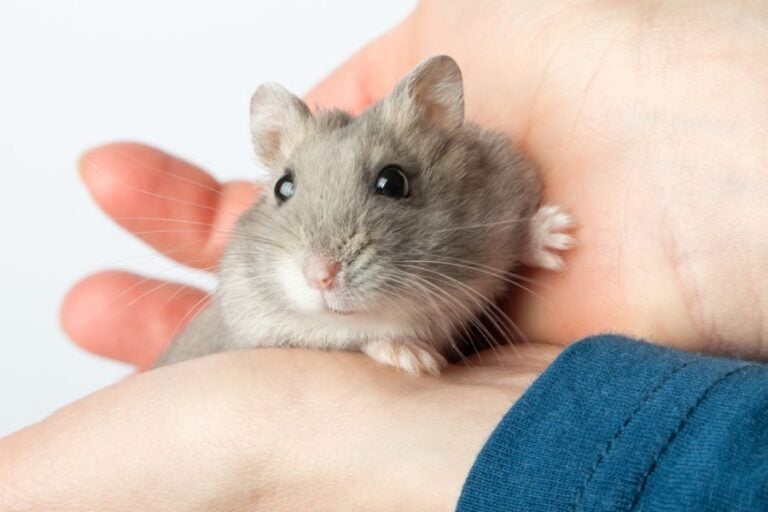 Small Hamster Being Held in Hands