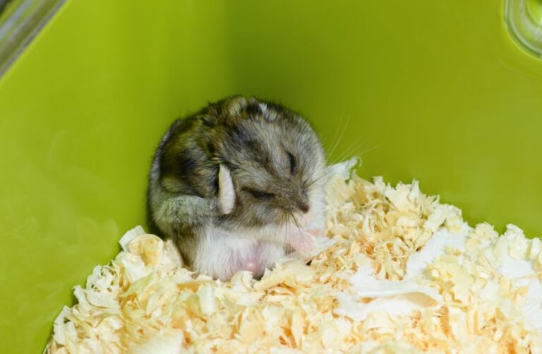 Small Hamster Scratching Itself in the Corner of Its Cage