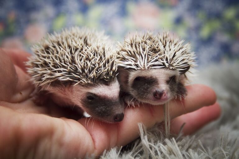 Two Young Hedgehogs in a Hand