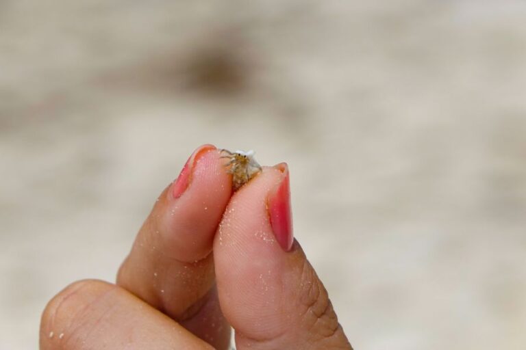 Very Small Baby Hermit Crab Being Held in a Woman's Fingers