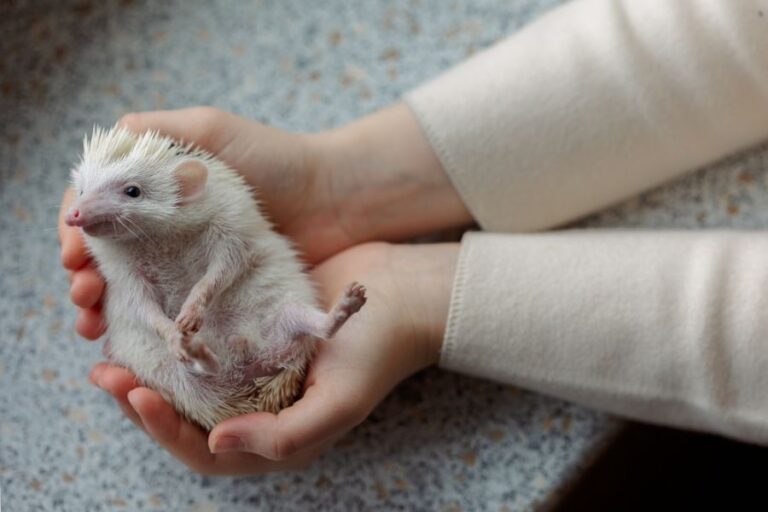Young Girl Holding a Hedgehog in her Hands