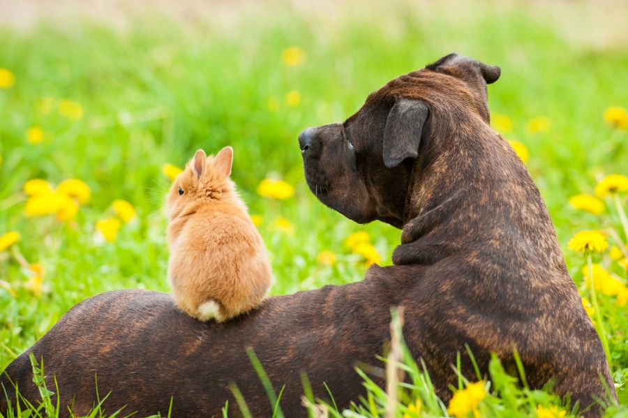 Young Rabbit Sitting on a Dog