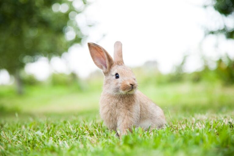 Alert Rabbit in the Grass