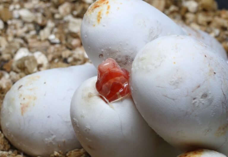Baby Corn Snake Coming Out of Egg