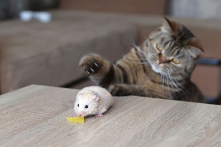 Cat Batting at a Hamster on a Coffee Table