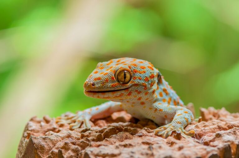 Closeup of a Tokay Gecko on a Rock