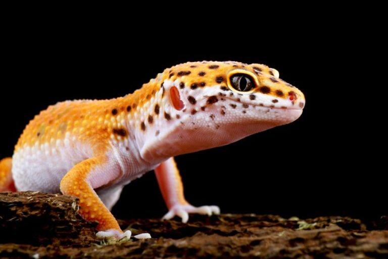 Closeup of the Bumps on a Leopard Gecko